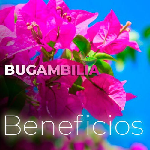 Bugambilia para que sirve? - Beneficios y Propiedades