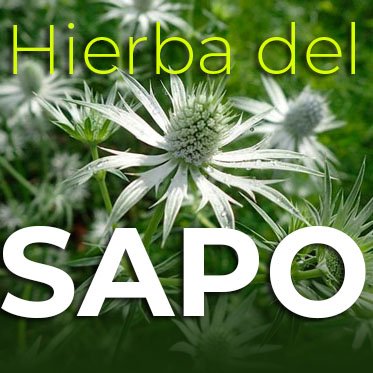 hierba del sapo para que sirve infecciones urinarias