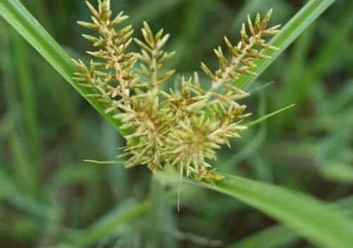 coquillo o coyolillo