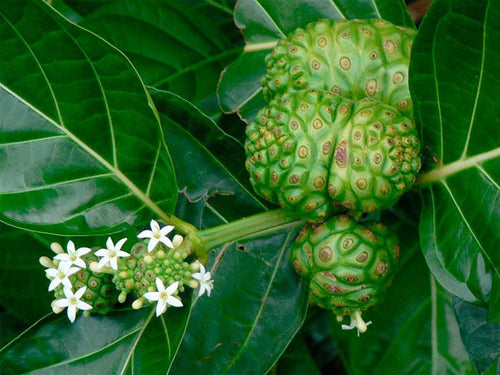Plantas medicinales para el Cáncer - Reducen tumores