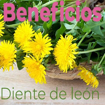 Diente de león