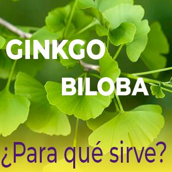 Ginkgo biloba