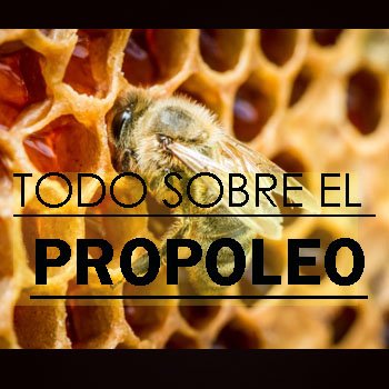 Todo sobre el Propóleo