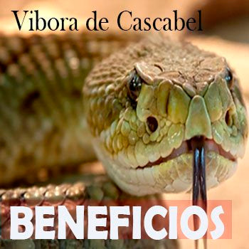 Vibora de Cascabel Beneficios