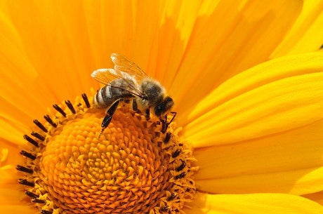 polen de flores beneficios