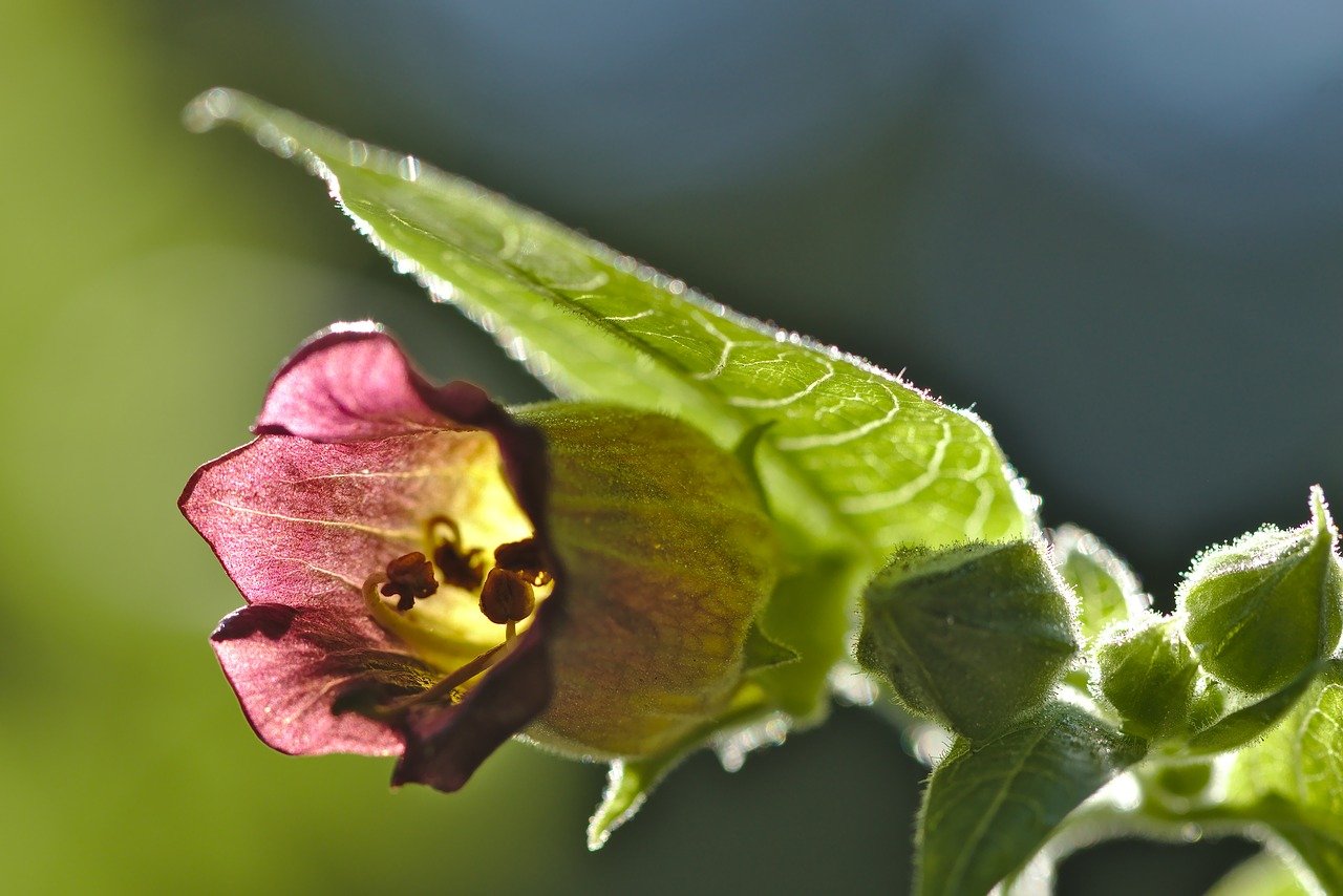 planta belladona en homeopatia