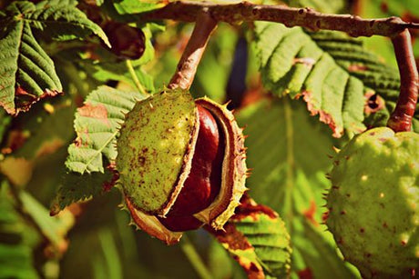 Árbol de Castaña de Indias