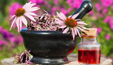 Equinacea Propiedades y Beneficios - Antibiótico natural