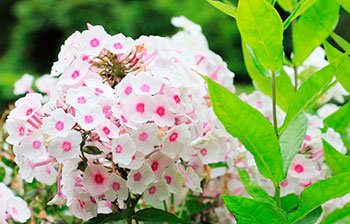 valeriana para que sirve