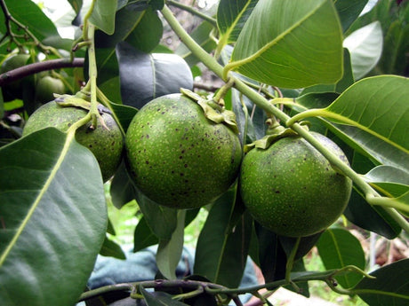 zapote blanco para que sirve